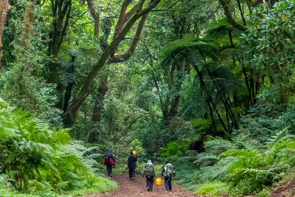 Kilimanjaro Dağı yamacındaki manzara, yerli çalı ve bitki örtüsü. Zirveye giden yürüyüş yolunun manzarası, dağın tepesi, Tanzanya, Afrika. Yüksek kalite fotoğraf