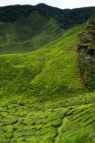 Чайные Листья Чайной Плантации Кэмерон Хайлендс Малайзия Зеленые Поля Свежих — стоковое фото