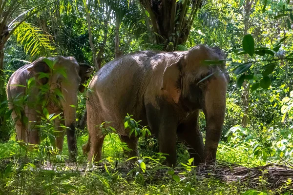 タイゾウはジャングルを通って彼らの道を作る 緑の葉と泥だらけの象 高品質の写真 — ストック写真