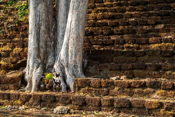 Tayland 'daki Sukhothai Tarihi Parkı' nda heykeli olan antik bir tapınak. Büyük aşınmış Buda heykelleri. Binalardan kök salmış kadim ağaçlar. İnsan yok. Yüksek kalite fotoğraf