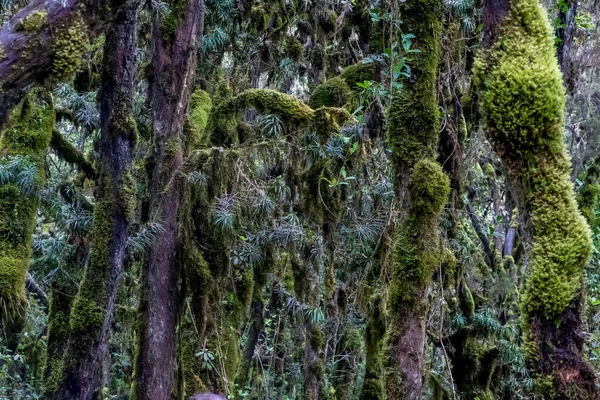 stock image Scenery, native bush and vegetation on the slope of Mount Kilimanjaro, Tanzania, Africa. Green shrubs. High quality photo