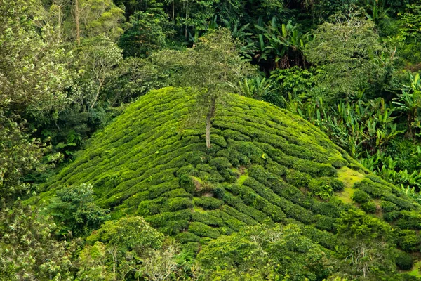 Tea leaves on plant on tea plantation, Cameron Highlands, Malaysia. Green fields of fresh tea leaves, colourful background. High quality photo