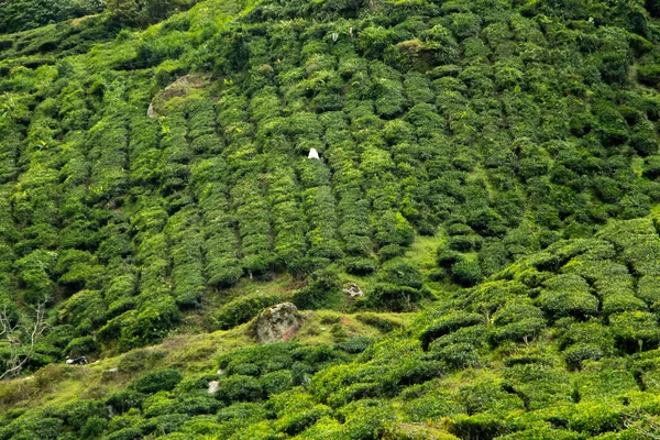 stock image Tea leaves on plant on tea plantation, Cameron Highlands, Malaysia. Green fields of fresh tea leaves, colourful background. High quality photo