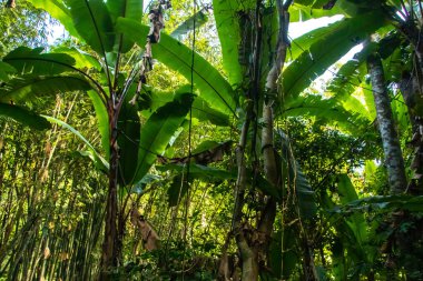 Tayland ormanındaki dev yapraklar. Dev bambu saplı kalın orman. Yüksek kalite fotoğraf