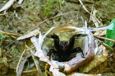 Tayland 'daki yuvadan siyah Tarantula çıkıyor. Yüksek kalite fotoğraf