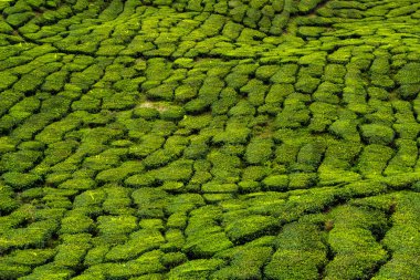 Çay tarlasında çay yaprakları, Cameron Highlands, Malezya. Yeşil çay yaprakları, renkli arka plan. Yüksek kalite fotoğraf