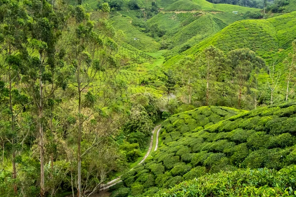 Tea leaves on plant on tea plantation, Cameron Highlands, Malaysia. Green fields of fresh tea leaves, colourful background. High quality photo