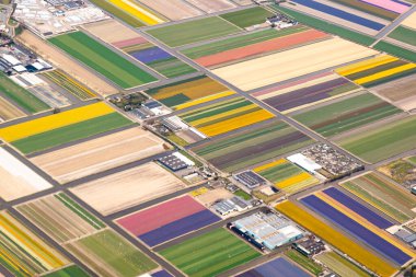 İlkbaharda açan Hollanda çiçek tarlası yukarıdan görünüyor, hava görüntüsü. Laleler ve sümbül çiçekleriyle dolu renkli ampul tarlası. Çiftlikler ve yollar çapraz çizgiler oluşturuyor. Yüksek kalite fotoğraf