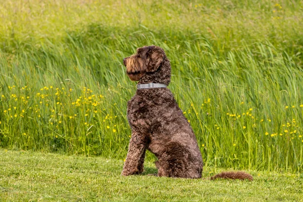 Czekolada Brązowy Pies Labradoodle Siedzi Uwagę Trawie Wyszkolony Kręcony Pies — Zdjęcie stockowe