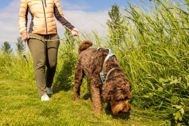 Çikolata rengi Labradoodle parkta bayan sahibiyle yürüyor. Yeşil gras, çalılar ve sarı çiçekler. Tasmalı meraklı eğitimli köpek kameraya doğru yürüyor. Yüksek kalite fotoğraf