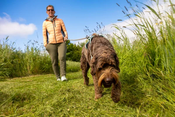 Çikolata rengi Labradoodle parkta bayan sahibiyle yürüyor. Yeşil gras, çalılar ve sarı çiçekler. Tasmalı meraklı eğitimli köpek kameraya doğru yürüyor. Yüksek kalite fotoğraf