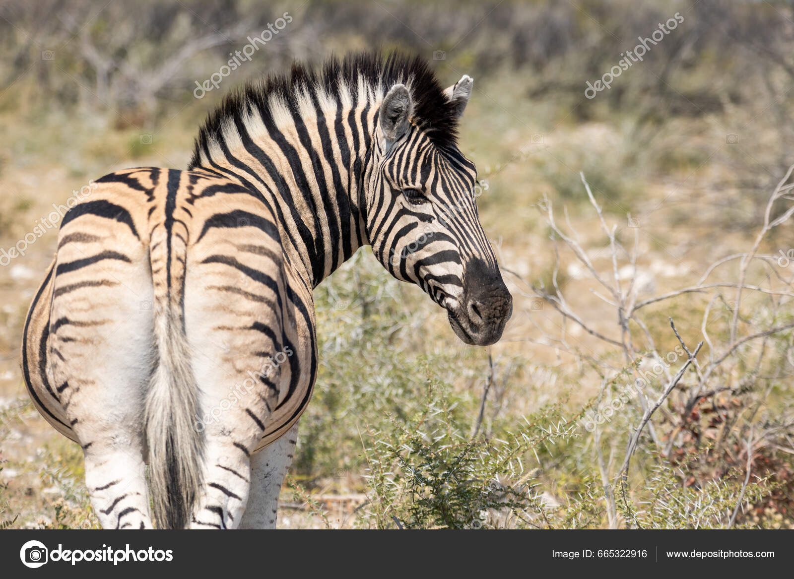 从后面近距离观察斑马矮斑马或矮斑马的形象黑白相间的条纹尾巴和阴影条纹短浓密的头发和黄色的稀树草原背景, image size:1600x1167