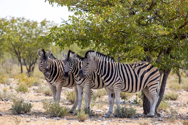 Zebras Equus Quagga Equus Burchellii Sombra Sob Uma Árvore Listras — Fotografia de Stock