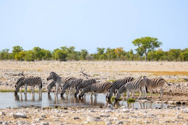 Büyük bir zebra sürüsü, Equus quagga, ya da bir su birikintisinde içen Equus burchellii. Siyah beyaz çizgiler, kuyruk ve gölge çizgileri. Parlak su birikintisi, sarı savana arka planı. Yüksek kalite fotoğraf