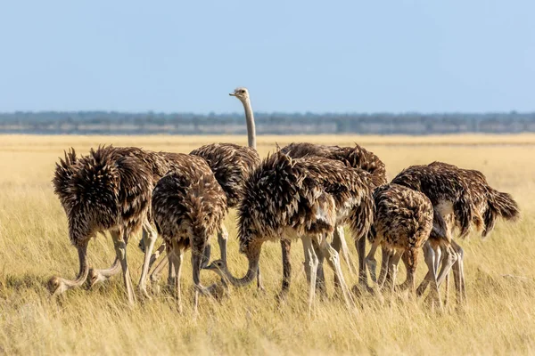 Groupe Autruche Commune Struthio Camelus Dans Lumière Chaude Matin Doré — Photo