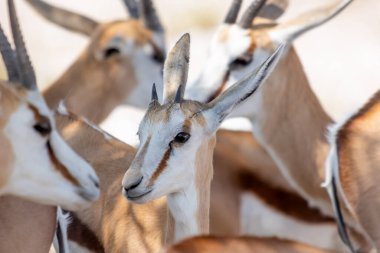 Yavru bahar gülü, antidorcas keseli marsupialis, açık kahverengi kürk ve büyük boynuzlar sürüsüne yakın durun. Etosha, Namibya, Afrika. Yüksek kalite fotoğraf