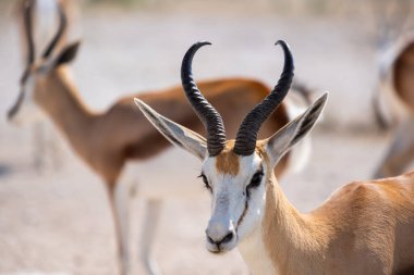 Springbok, springbuck ya da Antidorcas Marsupialis, açık kahverengi kürk ve büyük boynuzları kapatın. Etosha, Namibya, Afrika. Yüksek kalite fotoğraf