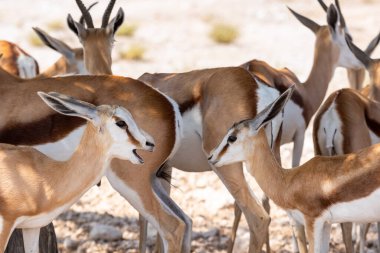 Yavru bahar gülü, antidorcas keseli marsupialis, açık kahverengi kürk ve büyük boynuzlar sürüsüne yakın durun. Etosha, Namibya, Afrika. Yüksek kalite fotoğraf