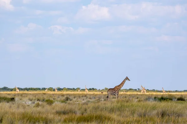 Small herd or group of giraffe, Giraffa, in warm golden morning light, Etosha, Namibia. Yellow savannah background and blue sky. High quality photo