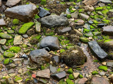 Deniz yosunu ve deniz yosunu bir sahilde dalgalanır. Yeşil yosunlar, kayalar ve küçük kabuklar. Yüksek kalite fotoğraf