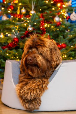 Süslü bir Noel ağacının önünde altın sarısı labrador köpeği. Yüksek kalite fotoğraf