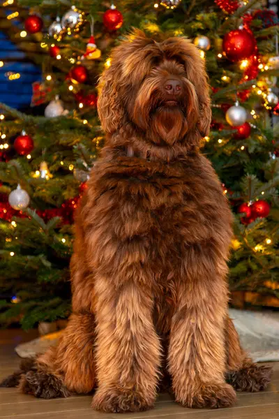 一只金黄色的拉布拉多狗出现在一棵装饰圣诞树前 高质量的照片 — 图库照片