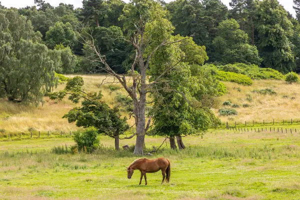 在苏格兰用玄武岩制成的古老而古老的塔楼前的林地森林边的绿草草地上放牧着一匹棕色的马 高质量的照片 图库图片
