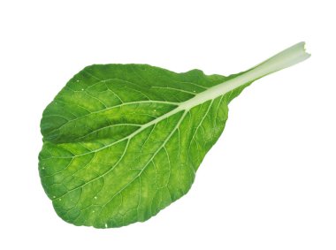 Bok choy vegetables isolated on a white background