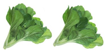 fresh green leaves of Chinese cabbage isolated on white background