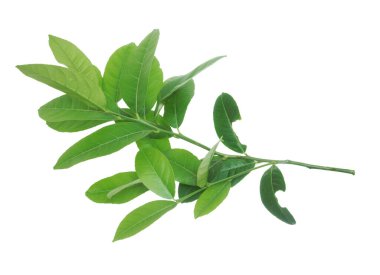 Beyaz bir arka plan üzerinde izole limon yeşil yaprakları.