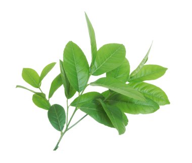 Beyaz bir arka plan üzerinde izole limon yeşil yaprakları.
