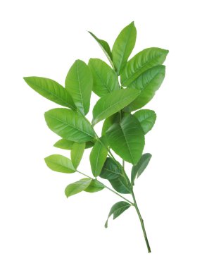 Beyaz bir arka plan üzerinde izole limon yeşil yaprakları.