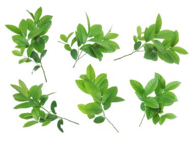 Beyaz bir arka plan üzerinde izole limon yeşil yaprakları.