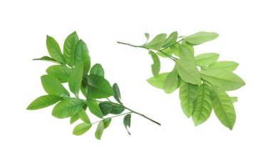 Beyaz bir arka plan üzerinde izole limon yeşil yaprakları.