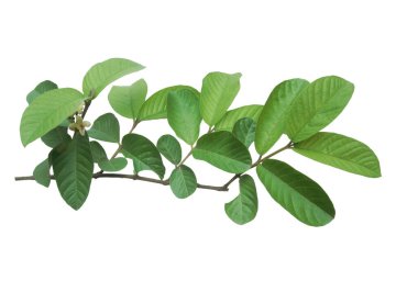 Guava beyaz arkaplanda gölgesiz bırakır.