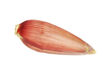 Beyaz arka planda gölgesiz muz çiçeği..