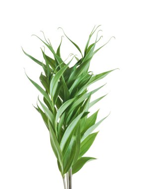 Beyaz arkaplanda yaprakları olan yeşil bir bitki.. 