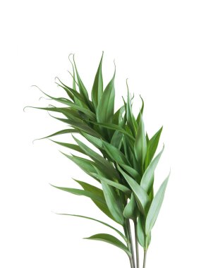 Beyaz arkaplanda yaprakları olan yeşil bir bitki.. 