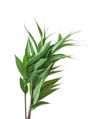 Beyaz arkaplanda yaprakları olan yeşil bir bitki.. 