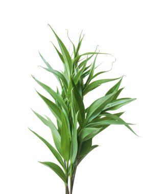 Beyaz arkaplanda yaprakları olan yeşil bir bitki.. 