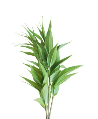 Beyaz arkaplanda yaprakları olan yeşil bir bitki.. 