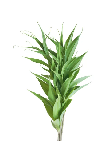 Zielona Roślina Liśćmi Odizolowanymi Białym Tle — Zdjęcie stockowe