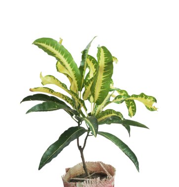 Beyaz arkaplanda izole edilmiş bahçe krotonu. 