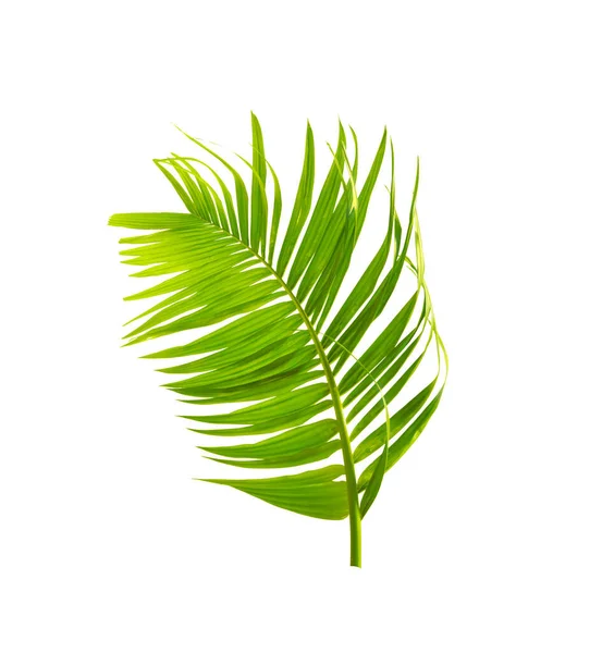 Пальмовый Лист Белом Фоне — стоковое фото
