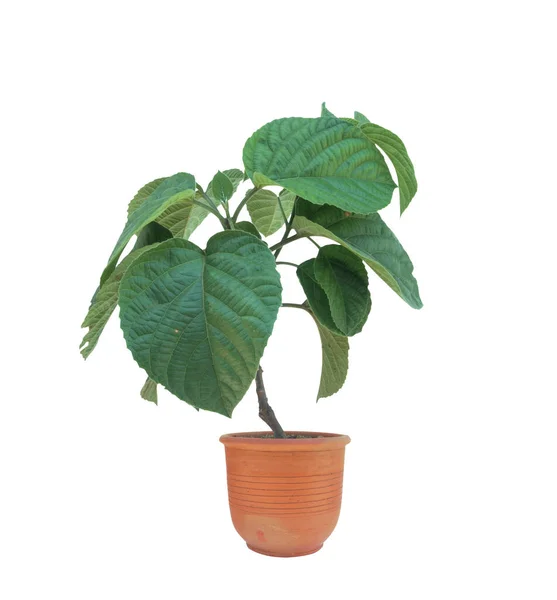 Grüne Pflanze Topf Isoliert Auf Weißem Hintergrund — Stockfoto