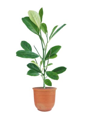 Çiçek saksısındaki küçük Jackfruit ağacı gölgesiz beyaz arka planda izole edilmiş..