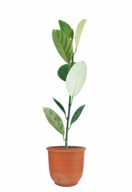 Çiçek saksısındaki küçük Jackfruit ağacı gölgesiz beyaz arka planda izole edilmiş..