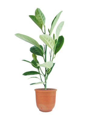 Çiçek saksısındaki küçük Jackfruit ağacı gölgesiz beyaz arka planda izole edilmiş..