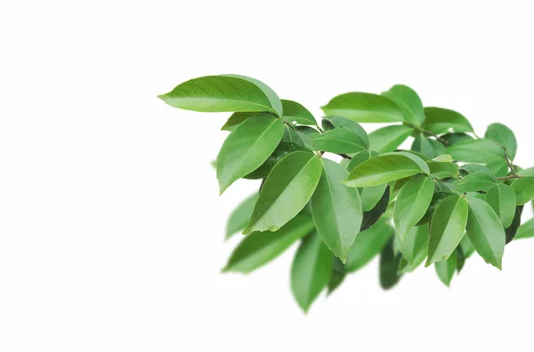 Świeże Zielone Drzewo Gałąź Izolowane Białym Tle — Zdjęcie stockowe