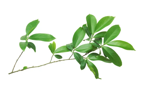 Čerstvé Zelené Listy Větev Izolované Bílém Pozadí — Stock fotografie